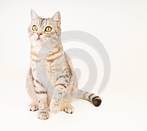 Cute cat sit on floor rise hand up looking outside with beautiful yellow eyes