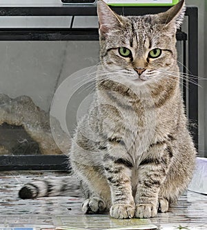 Cute cat sit on the ground