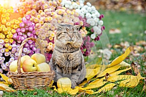 Cute cat sits in a blooming garden near a basket of apples