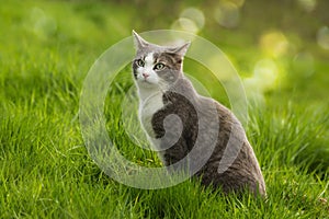 Cute cat sits laterally in a spring meadow