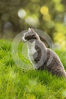 Cute cat sits laterally in a spring meadow
