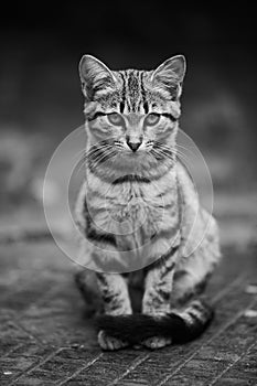 Cute cat sits on a warm hatch