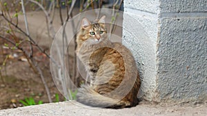 Cute cat sitting in alert state and looking around.