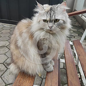 cute cat is sitting on the bench