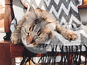 Cute cat sitting in chair near sunny window and relaxing. Funny maine coon with green eyes and angry look relaxing in home. Phone