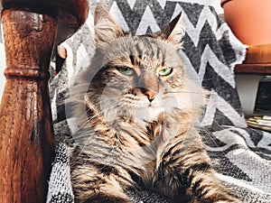 Cute cat sitting in chair near sunny window and relaxing. Funny maine coon with green eyes and angry look relaxing in home. Phone