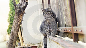 Cute cat sitting on the fence