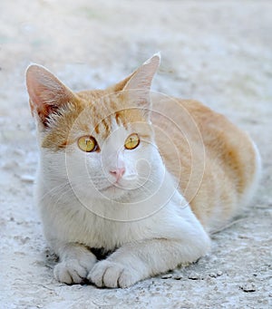 Cute cat sitting at the floor