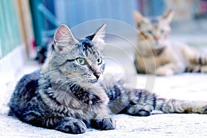 Cute cat sitting in floor casually