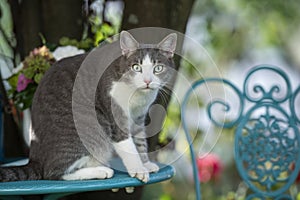 Cute cat sitting on a garden table