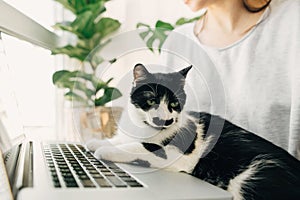 Cute cat sitting on laptop keyboard, helping young woman working online. Home office. Girl working on laptop with her cat, sitting