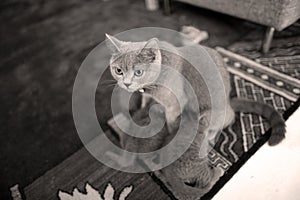 CUte cat sitting in livingroom, portrait