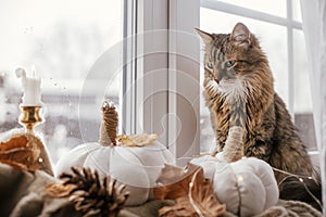 Cute cat sitting at pumpkins pillows, fall leaves, candle, lights on cozy brown scarf on windowsill. Adorable tabby cat relaxing