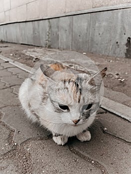 A cute cat is sitting on the sidewalk with a serious expression on its face.