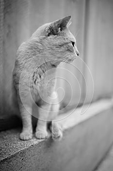 Cute cat sitting on the slate fence in rural yard. BW photo