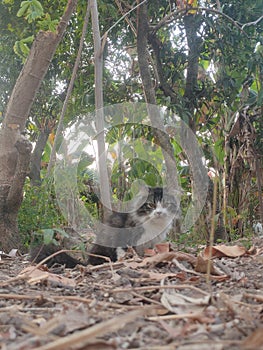 cute cat sitting, staring at us sleepily photo