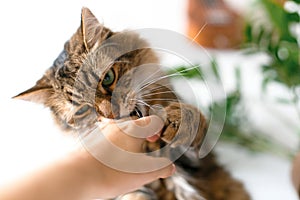 Cute cat sitting under green plant branches and biting owner hand in stylish boho room. Maine coon playing with hand with funny