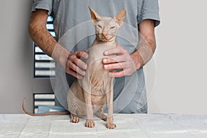 Cute cat is sitting at the veterinarian table while doctor is treating it