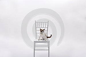 Cute cat sitting on the white chair on white background, Isolated