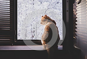 Cute cat sitting on window sill and enjoying winter