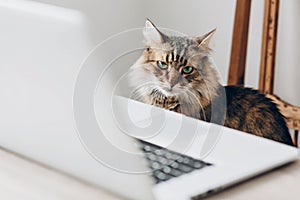 Cute cat sitting on wooden chair at table with laptop. working h