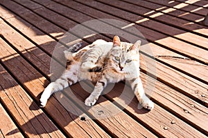 Cute cat sitting on the wooden terrace at sunny day.