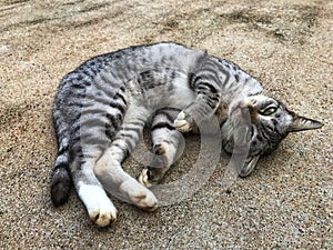 Cute cat sleep on cement background photo