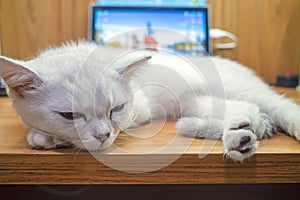 Cute Cat sleep beside laptop