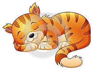 Cute cat sleeping