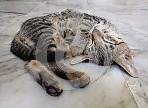 Cute cat sleeping