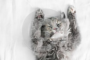 Cute cat sleeping on the bed