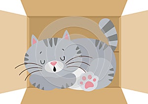 Cute cat sleeping in cardboard box