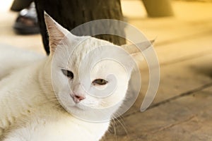 Cute Cat sleeping in the evening on the wood floor.