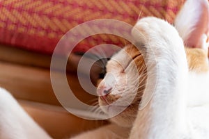 Cute cat sleeping on the mat