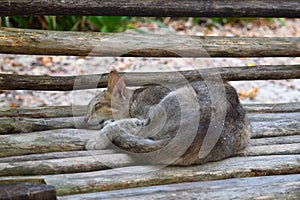 A Cute Cat Sleeping Peacefully on a Wooden Bench - Cool Relaxation - Power Nap