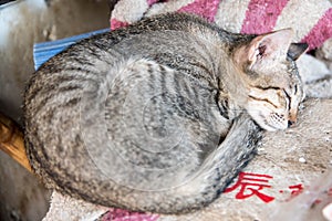 Cute cat sleeping on the platform.