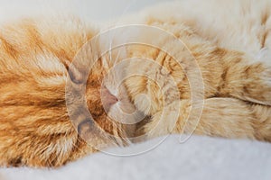 Cute Cat Sleeping and Relaxed Snuggling on the bed. Animal Friendly Concept. Golden Persian Cat Kitten.