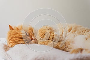 Cute Cat Sleeping and Relaxed Snuggling on the bed. Animal Friendly Concept. Golden Persian Cat Kitten Close up for Background.