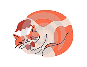 Cute cat sleeping in santa hat. Funny pet curled up, dreaming on winter holidays. Xmas feline animal asleep. Fat kitty