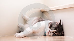 Cute cat sleeping on wooden stairs, Scottish fold ears unfold gray and white color.