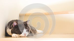 Cute cat sleeping on wooden stairs, Scottish fold ears unfold gray and white color.