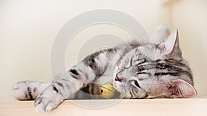 Cute cat sleeping on wooden stairs, Tabby green eyes and gray colored, American short hair half blood. Top view. V