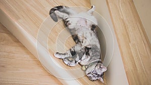 Cute cat sleeping on wooden stairs, Tabby green eyes and gray colored, American short hair half blood. Top view.