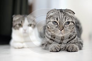 Cute cat sleeps, Scottish Fold.