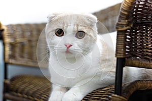 Cute cat sleeps, Scottish Fold.