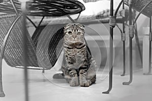 Cute cat sleeps, Scottish Fold.