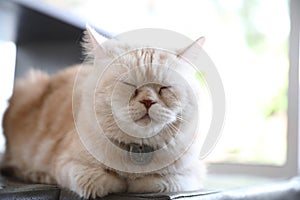 Cute cat in sleepy mode