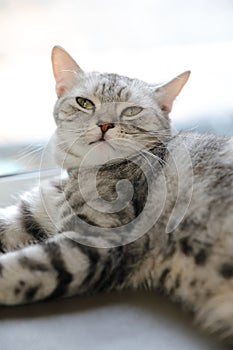 Cute cat in sleepy mode