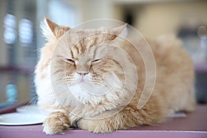 Cute cat in sleepy mode