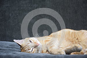 Cute cat sleepy on sofa